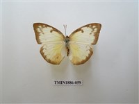 藏品(遷粉蝶)的圖片